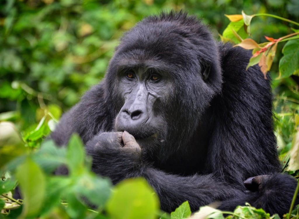 Bwindi Impenetrable Forest Uganda: Mountain Gorilla Trekking Guide
