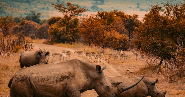 Kenya Safari Guide: Maasai Mara Migration, Big Five & Wildlife | Complete Guide