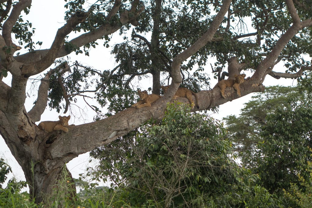 Queen Elizabeth National Park: The Kazinga Channel, Ishasha's Tree-Climbing Lions and Uganda's Busiest Ecosystem