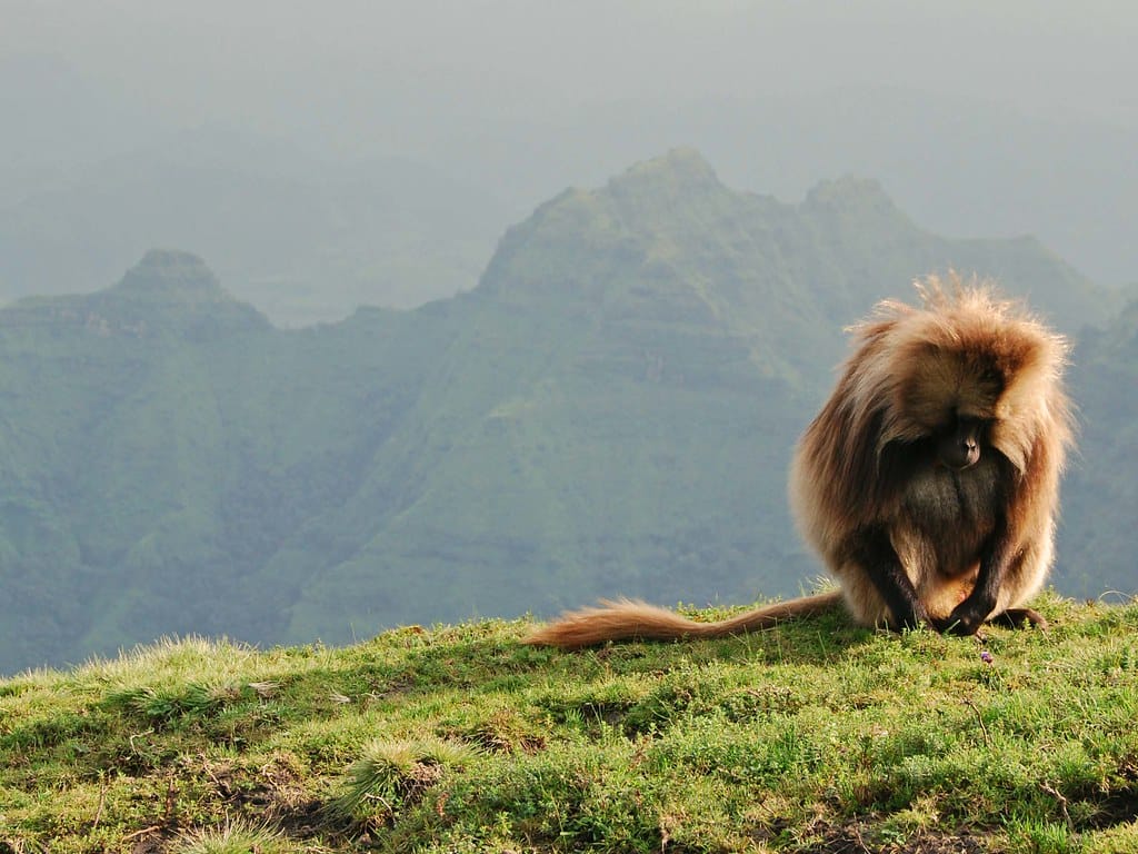 Simien Mountains Ethiopia: Ultimate Highlands Trekking Guide