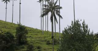 Colombia Adventure Guide: Coffee Region, Caribbean & Andes