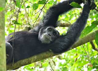 Chimpanzee Tracking in Kibale Forest, Uganda: How It Actually Works
