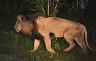 Night Safaris in Kruger: What You Actually See After Dark
