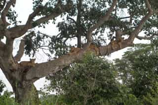 Queen Elizabeth National Park: The Kazinga Channel, Ishasha's Tree-Climbing Lions and Uganda's Busiest Ecosystem