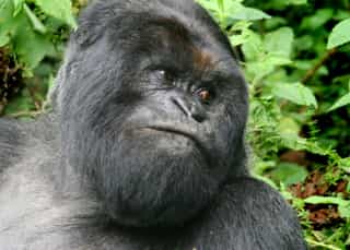 Gorilla Trekking in Rwanda: Volcanoes National Park Guide