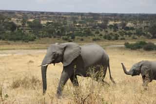 Tarangire National Park: Baobabs, Big Elephant Herds and the Quiet Corner of the Northern Circuit