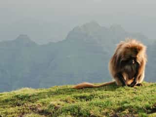 Simien Mountains Ethiopia: Ultimate Highlands Trekking Guide