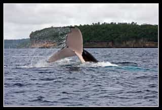 Swimming with Humpback Whales in Tonga: Complete Guide