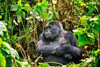 Planning a Uganda Gorilla and Chimp Safari: Permits, Seasons and Real Costs