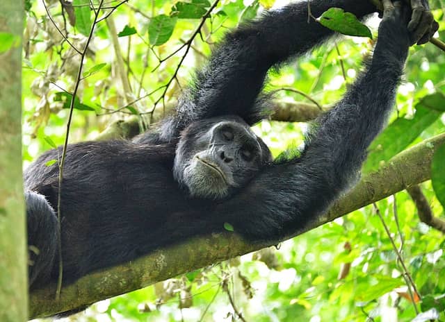 Chimpanzee Tracking in Kibale Forest, Uganda: How It Actually Works