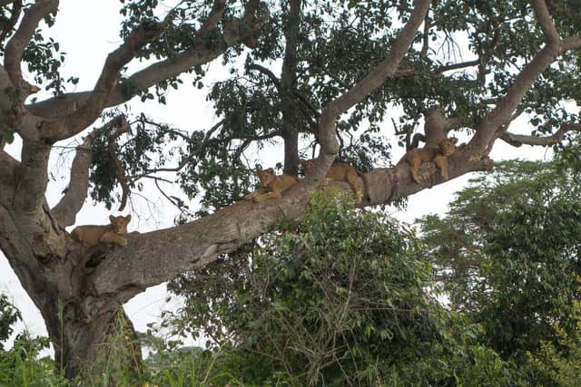 Queen Elizabeth National Park: The Kazinga Channel, Ishasha's Tree-Climbing Lions and Uganda's Busiest Ecosystem