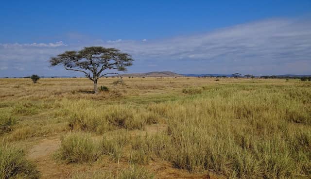 Tanzania's Northern Circuit: How to Plan the Classic Safari Loop