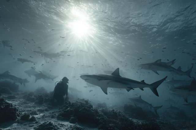 Freediving with Sharks Australia: The Ultimate Cage-Free Shark Experience