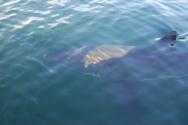 Shark Cage Diving Gansbaai South Africa: Face Great Whites Safely