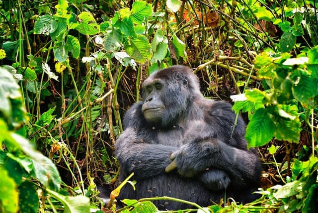 Planning a Uganda Gorilla and Chimp Safari: Permits, Seasons and Real Costs