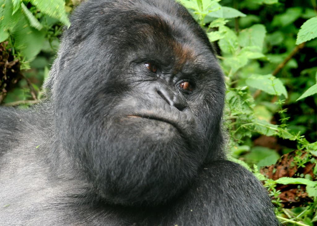 Gorilla Trekking in Rwanda: Volcanoes National Park Guide - Hero Image