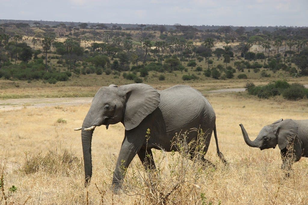 Tarangire National Park: Baobabs, Big Elephant Herds and the Quiet Corner of the Northern Circuit - Hero Image