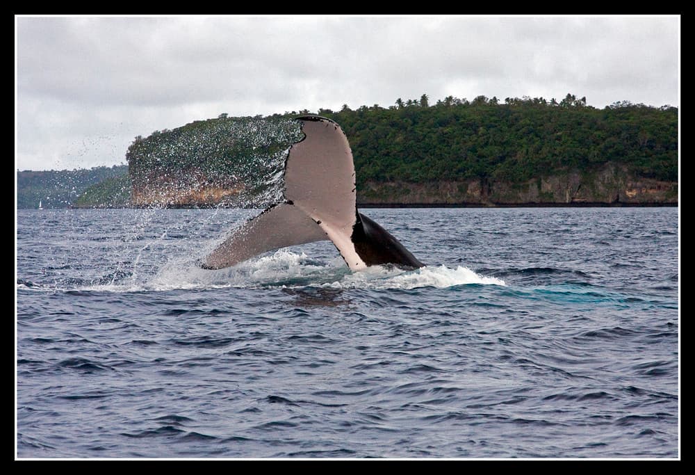 Swimming with Humpback Whales in Tonga: Complete Guide - Hero Image