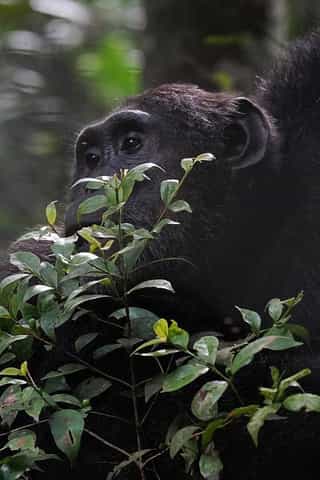 Uganda Ultimate Luxury Safari