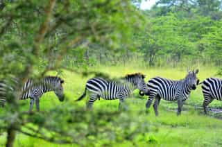 Uganda Ultimate Luxury Safari - Photo 2