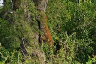 Uganda Ultimate Luxury Safari - Photo 4