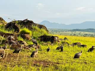 Uganda Ultimate Luxury Safari - Photo 5