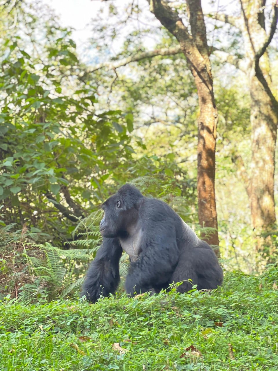 Gorillas & Chimps Luxury Safari