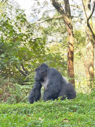 Gorillas & Chimps Luxury Safari