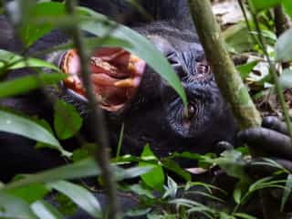 Gorillas & Chimps Luxury Safari - Photo 2