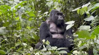 Gorillas & Chimps Luxury Safari - Photo 3