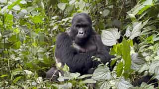 Gorillas & Chimps Luxury Safari - Photo 4