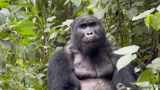 Gorillas & Chimps Luxury Safari - Photo 5
