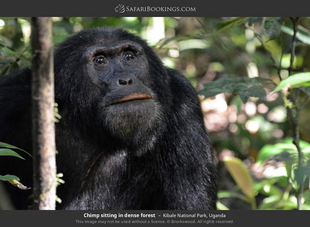 10-Day Primates and Wildlife Adventure