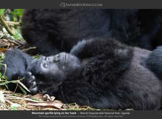 10-Day Primates and Wildlife Adventure - Photo 2