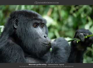 10-Day Primates and Wildlife Adventure - Photo 3
