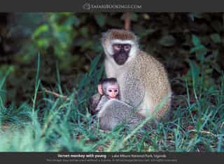 10-Day Primates and Wildlife Adventure - Photo 4