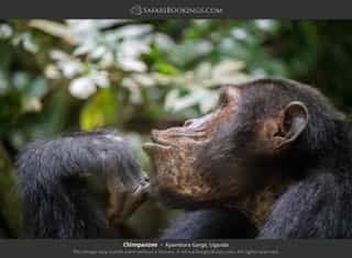10-Day Primates and Wildlife Adventure - Photo 5
