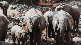 6 Days Tanzania Experience in Luxury Tented Camp - Photo 3