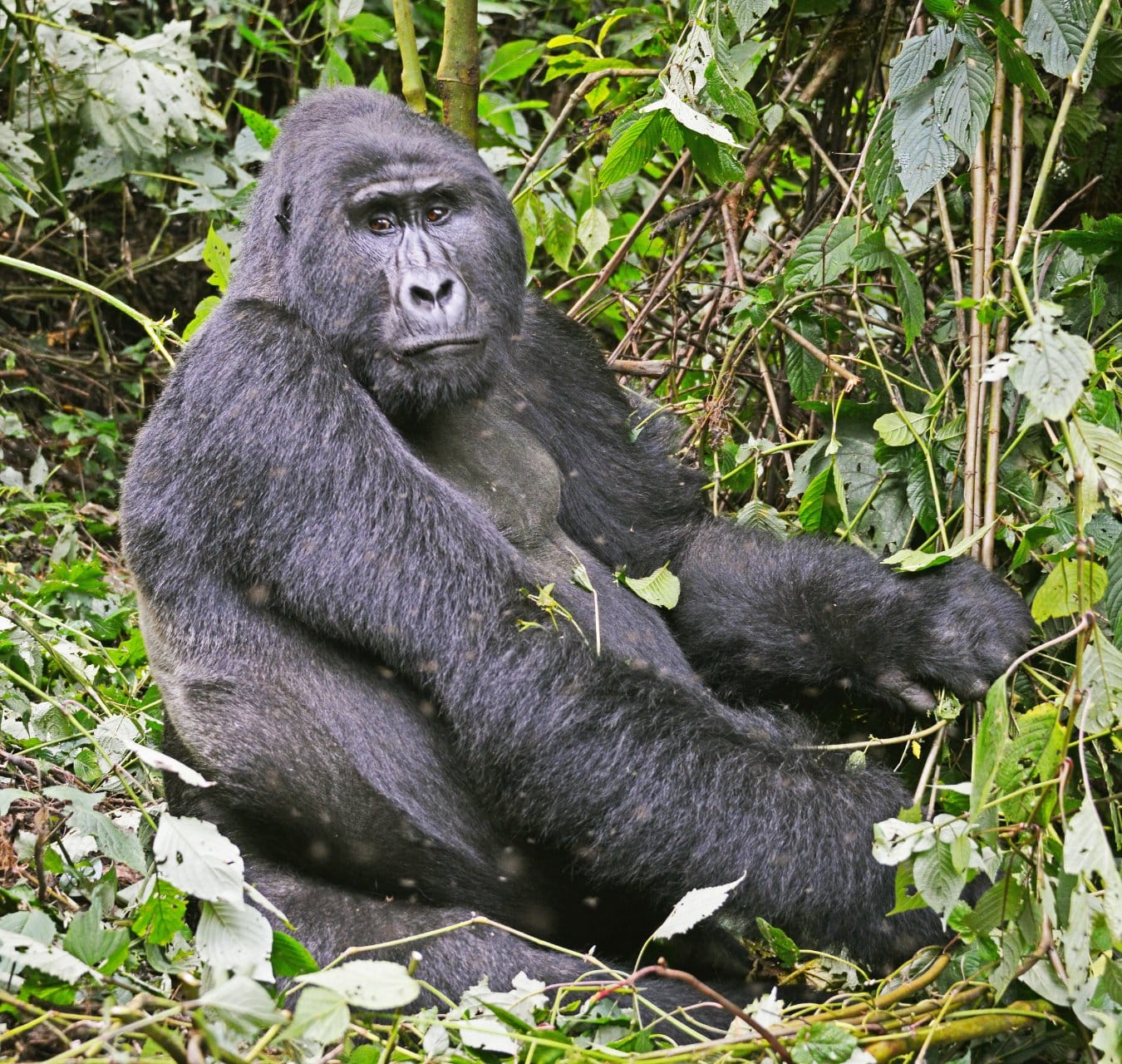 Bwindi Gorilla Trekking