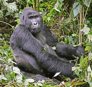 Bwindi Gorilla Trekking
