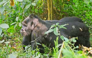 Bwindi Gorilla Trekking - Photo 2