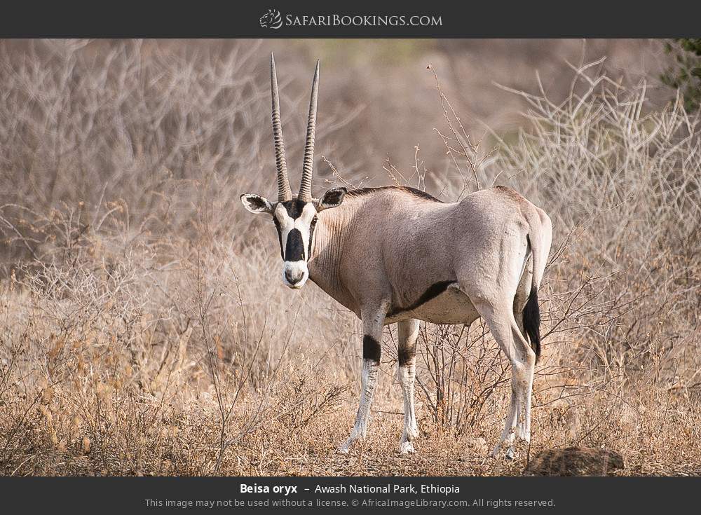 Three Day Wildlife Safari to Awash National Park