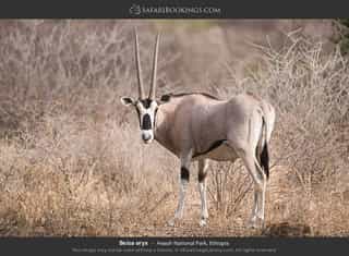 Three Day Wildlife Safari to Awash National Park