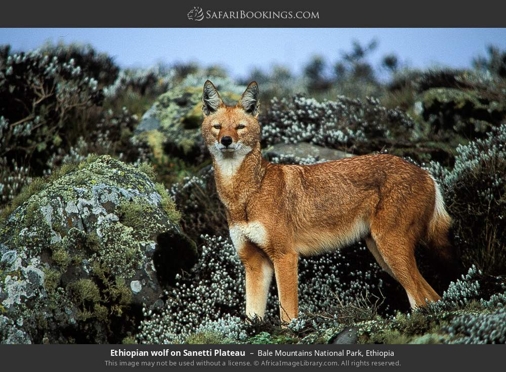 Three Day Wildlife Safari to Bale Mountains National Park