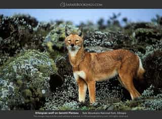 Three Day Wildlife Safari to Bale Mountains National Park