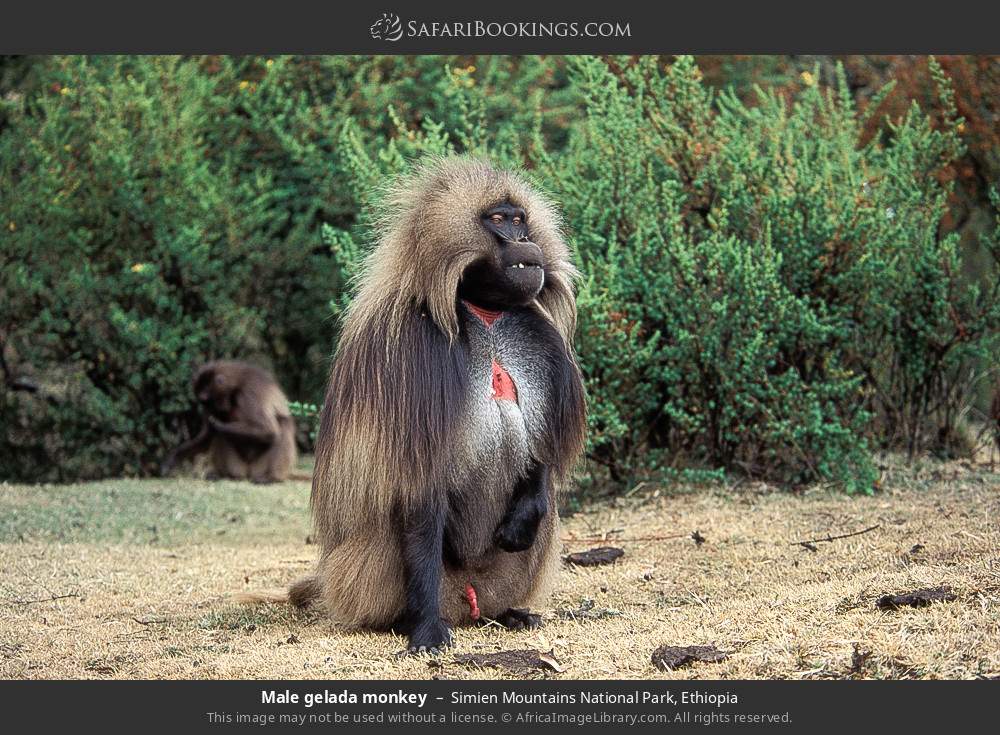Eight Day Mammal Watching Tour