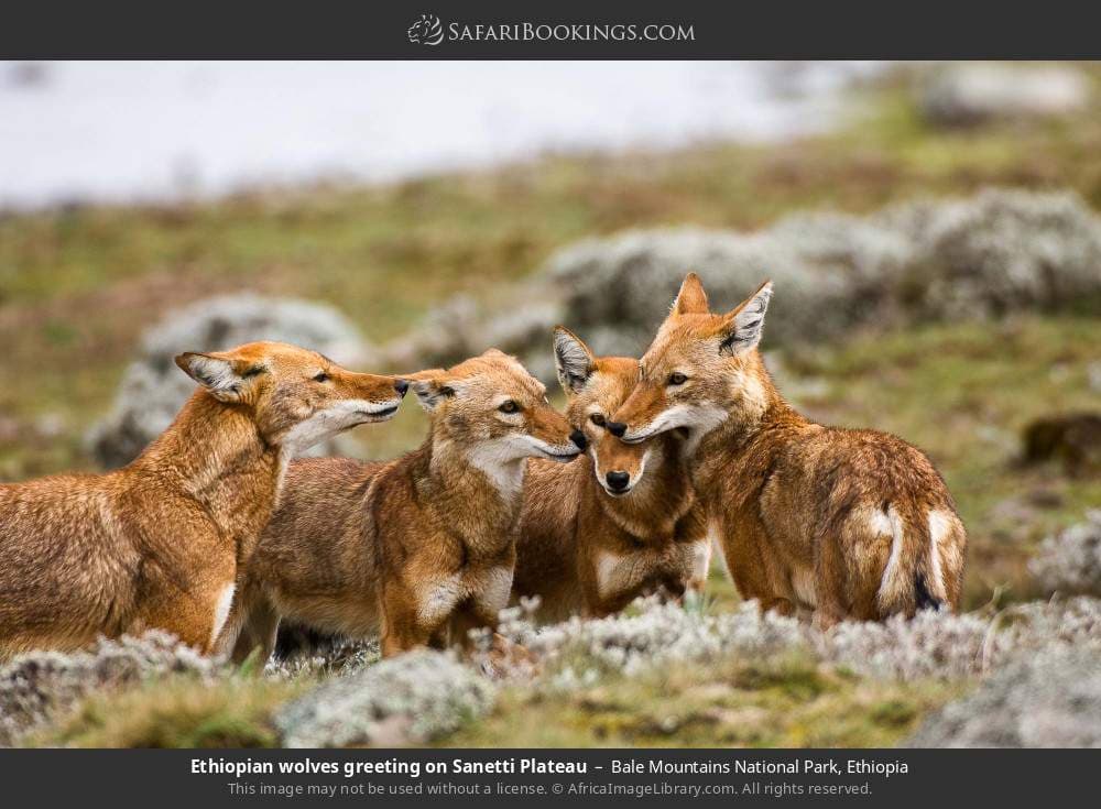 Nine Day Bale Mountains Trekking Tour