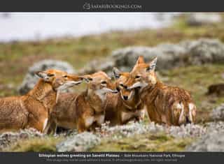 Nine Day Bale Mountains Trekking Tour