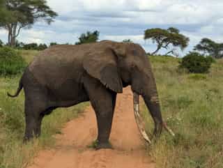4 Days Budget Safari - Tarangire, Serengeti & Ngorongoro - Photo 4