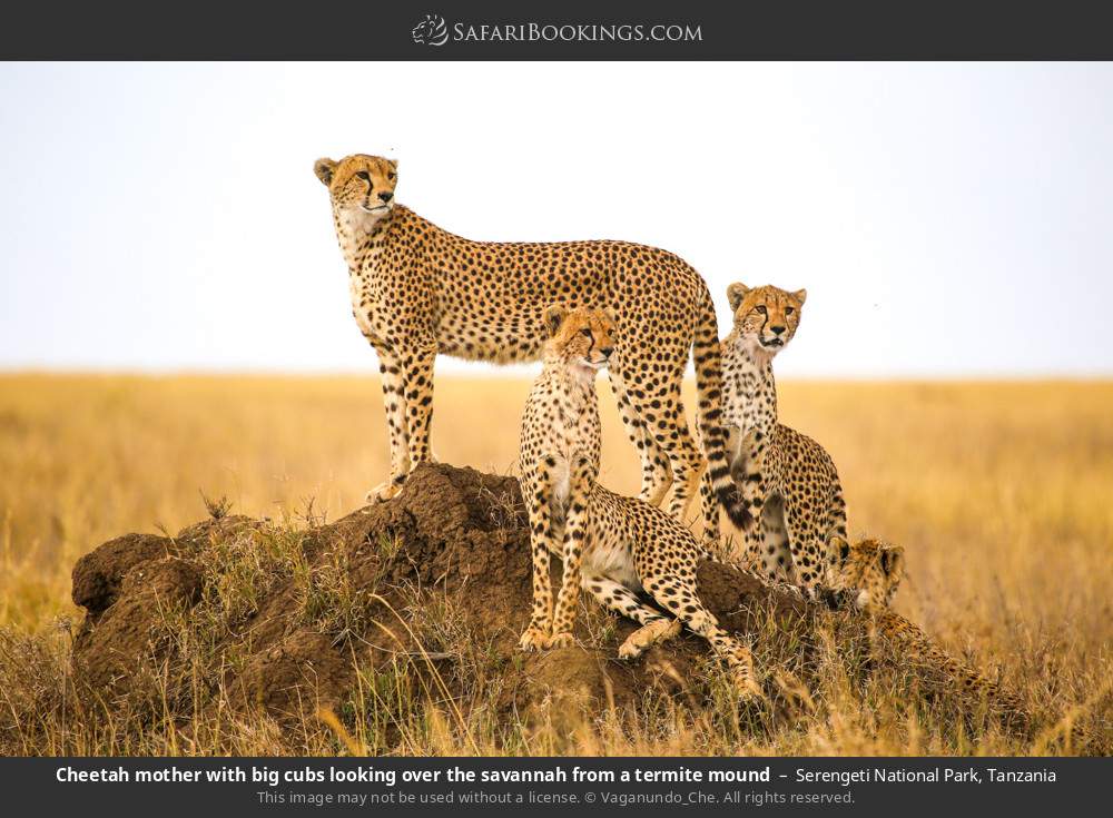 Explore Lake Manyara’s diverse habitats, Tarangire’s3-Day Big Five & Beyond Tanzania Wildlife Safari